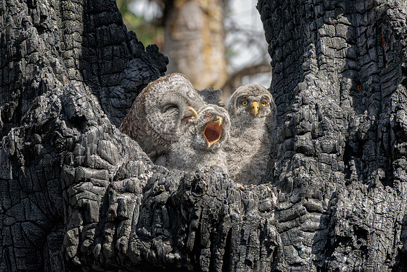 Help. Grey Owl Mom Unwanted Affection, British Columbia, 2026