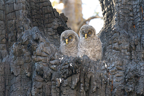 Great Grey Owlets in Nest II, British Columbia, 2026