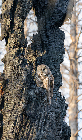 Great Grey Owl Mom at Nest, British Columbia, 2026