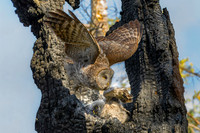 Great Grey Owl Mom Launching from Nest with Owlet, British Columbia, 2026