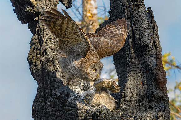 Great Grey Owl Mom Launching from Nest with Owlet, British Columbia, 2026