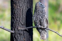 Great Grey Owl Dad Watching Eagle, British Columbia, 2026
