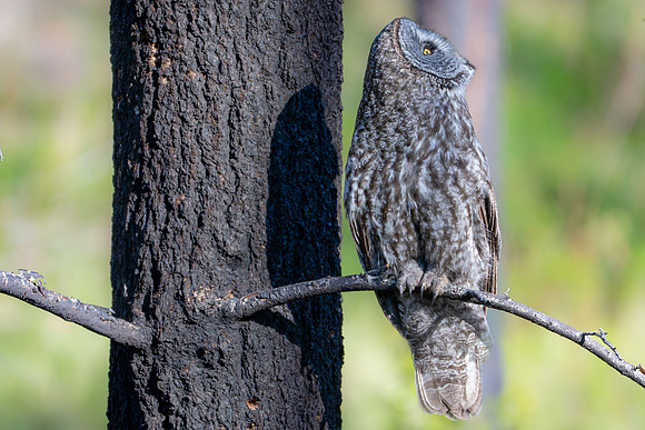 Great Grey Owl Dad Watching Eagle, British Columbia, 2026