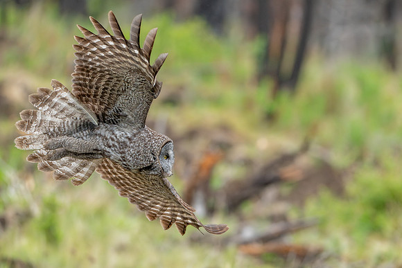 Great Grey Owl Dad On the Hunt, British Columbia, 2026