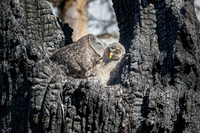 A Mother's Affection. Great Grey Owls, British Columbia, 2026