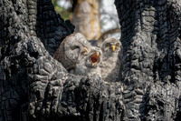 Help. Grey Owl Mom Unwanted Affection, British Columbia, 2026
