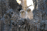 Great Grey Owlets in Nest II, British Columbia, 2026