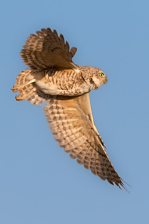 Burrowing Owl Flying.  Scottsdale, AZ.