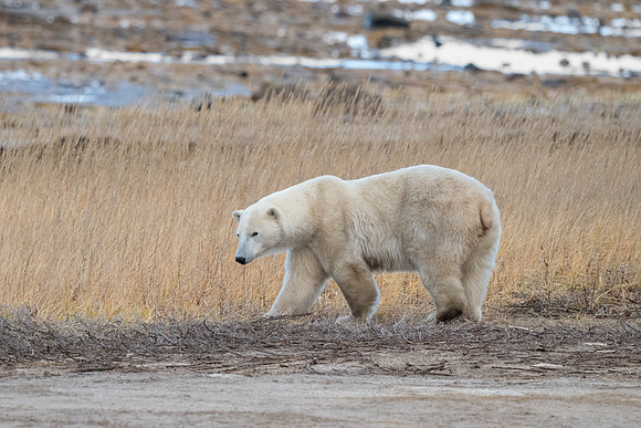Smiley Mom and the Beach Grasses. Churchill, Manitoba.  October 2026