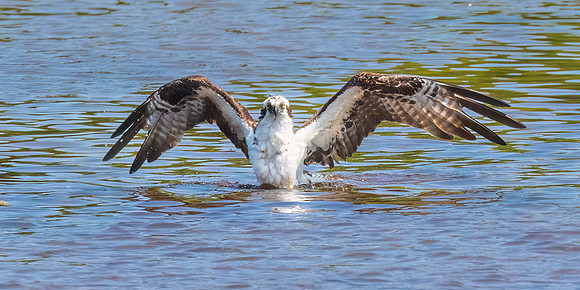 A Little Chilly?  Osprey in Exeter River, New Hampshire.