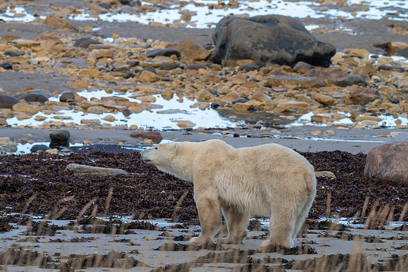 Smiley Mom on the Beach. Churchill, Manitoba.  October 2026
