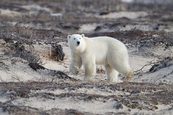 Adult Polar Bear Crossing the Tundra.