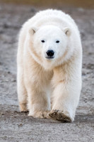 Lefty Coming Closer, Ithica Beach, Churchill, Manitoba.  October 2026