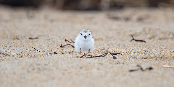 Day Old Pipping Plover Chick Looking Confident.  Coastal New Hampshire, USA.