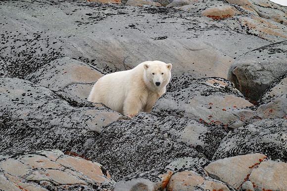 Churchill, Manitoba.  October 2026