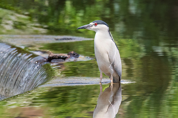 Reflectiing Pool.  Black Crowned Night Heron.  Eastern Massachusetts, USA.