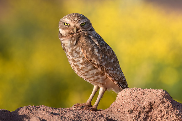 Burrowing Owl on the Rocks.  Scottsdale, AZ.