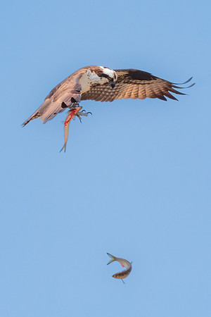 The One That Got Away.  Osprey, Exeter, New Hampshire, USA.
