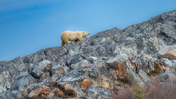 Male Polar Bear Rock Climbing. Churchill, Manitoba.  October 2026