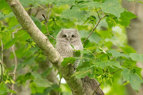 Grey Eastern Screech Owlet Fledged.  Eastern Massachusetts.