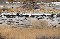 Smiley Family Mom and Cubs through the Beach Grasses. Churchill, Manitoba.  October 2026