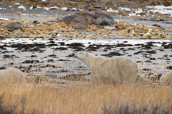 Smiley Family Mom and Cubs through the Beach Grasses. Churchill, Manitoba.  October 2026