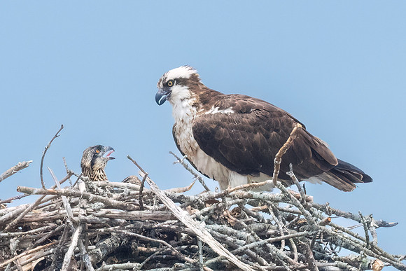 Female Osprey and Young Chick.  Southern New Hampshire, USA.