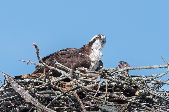 Female Osprey and Young Chick.  Southern New Hampshire, USA.