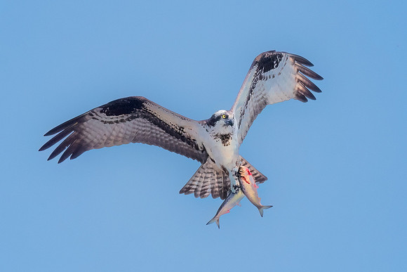 Twofer.  An Osprey flies away with two fish. Winchester, Massachusetts, USA.
