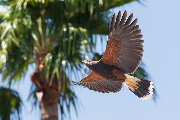 Harris's Hawk Flying to Palm Tree.  Scottsdale, AZ.