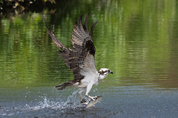 Pulling Out a Pair of Ailewifes.  Female Osprey.  Winchester, Massachusetts, USA.