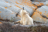 Litle Brother Smiley playing with a Atick. Churchill, Manitoba.  October 2026