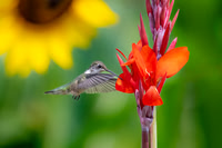 Ruby-throated Hummingbird in Cannas with Sunflower.  Nashua, NH.  2024.