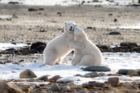 Lefty and Righty Play Fighting Biting, Ithica Beach, Churchill, Manitoba.  October 2026
