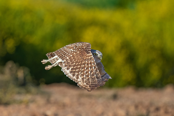 Burrowing Owl Flying Across the Field.  Scottsdale, AZ.