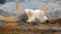 Big Sister Smiley Catching Up. Churchill, Manitoba.  October 2026