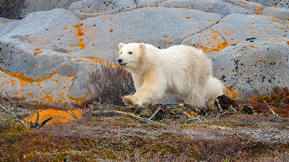 Big Sister Smiley Catching Up. Churchill, Manitoba.  October 2026