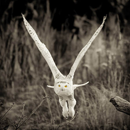 Go. Snowy Owl Flies Off Log, Rye Beach State Park, NH 2015