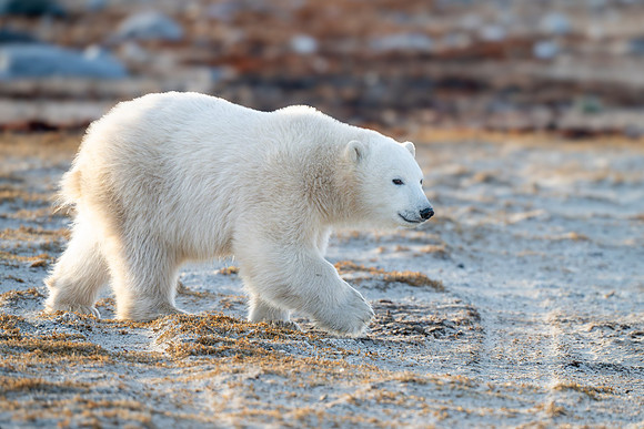 Lefty Walking Ithica Beach II. Churchill, Manitoba.  October 2026