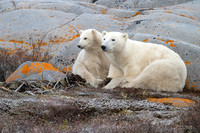Momma Smiley and Female Cub Looking for Little Brother. Churchill, Manitoba.  October 2026