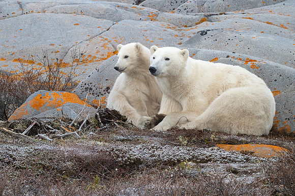 Momma Smiley and Female Cub Looking for Little Brother. Churchill, Manitoba.  October 2026