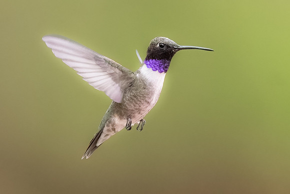 Purple Throated Hummingbird.  Paton Center, Patagonia, AZ.