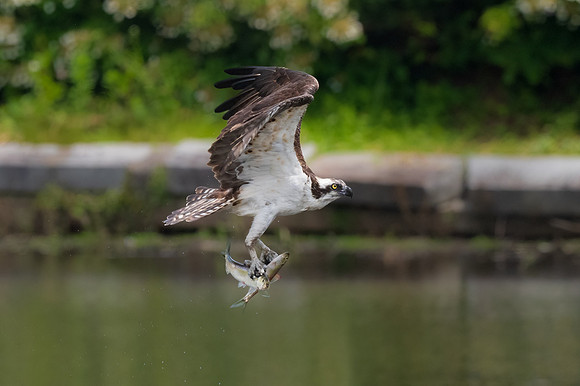 Flying with a Pair of Ailewifes.  Female Osprey.  Winchester, Massachusetts, USA.