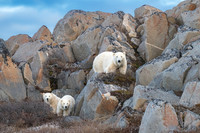 The Smileys Rocin It.  Polar Bear Alley. Churchill, Manitoba.  October 2026