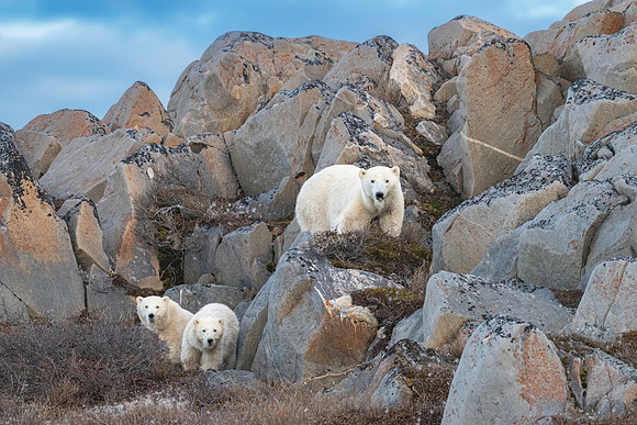 The Smileys Rocin It.  Polar Bear Alley. Churchill, Manitoba.  October 2026