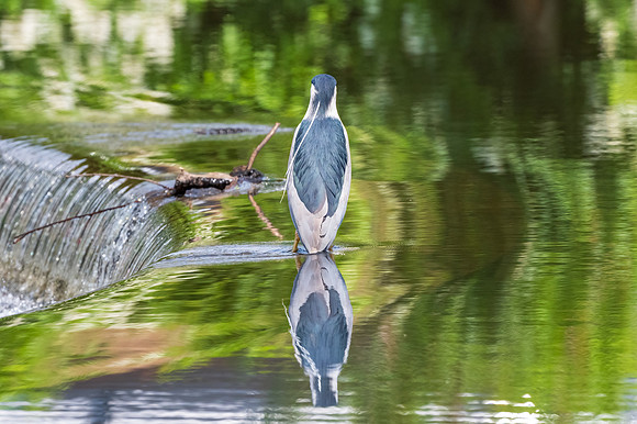 Day's End.  Black Crowned Night Heron.  Eastern Massachusetts, USA.