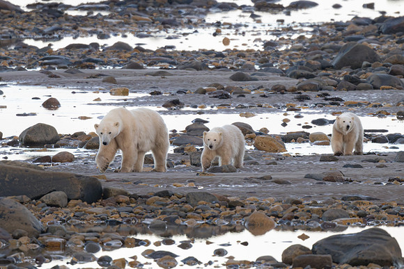 Smiley Family Walking the Beach Low Tide II. Churchill, Manitoba.  October 2026
