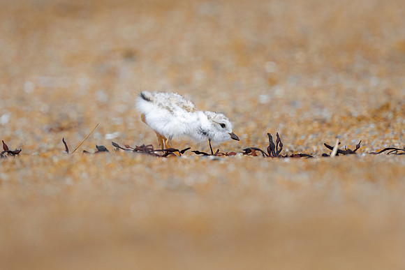 Curiousity and Hunger Combined.  Pipping Plover Chick.  Coastal New Hampshire, USA.