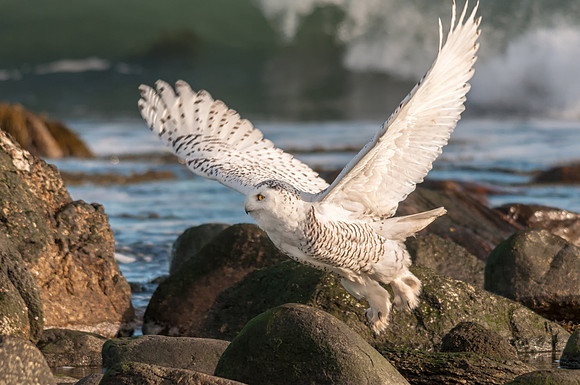 Snowy Owl Flys Off Rocks at Low Tide, Rye Beach State Park, NH 2015