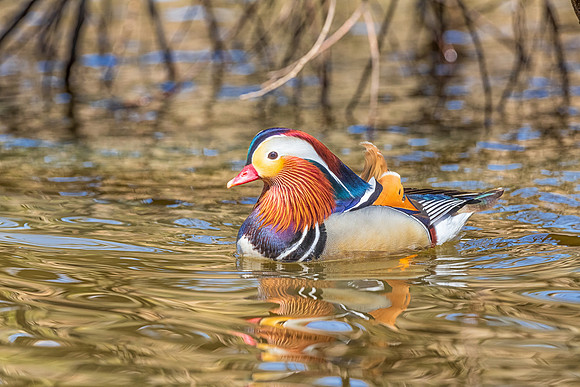 Mandarin Duck Floating.  Presscott, AZ.
